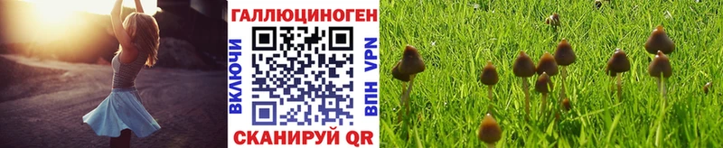 Купить закладки  Кедровый  Псилоцибиновые грибы ЛСД 